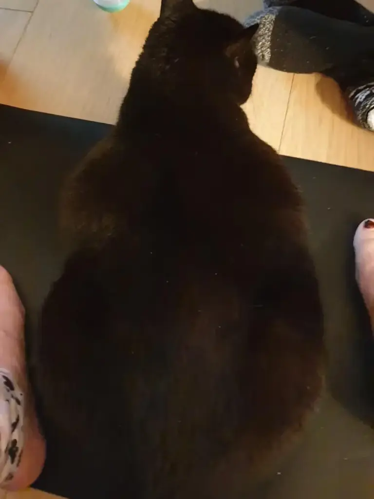 Recenzja - uziemienie z pupilem